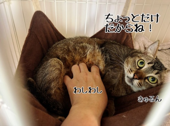 ねぇ？春ちゃん？なんで？