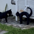 庭に置かれたニセの猫（飾り物）を見て…不審に思う猫（動画）