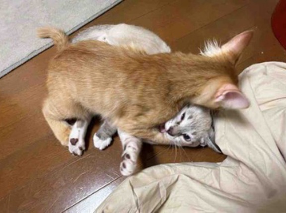 勢いの良すぎる子猫たち　20260701