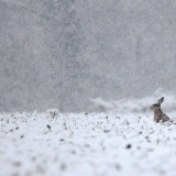 【画像】雪と動物の風景を置いていきます