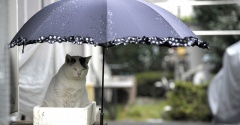 やさしいねこ