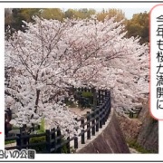 今年の桜はあっという間に