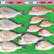 2026年4月19日　釣果