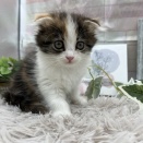 新人にゃんこのご紹介🐾ᵕ̈