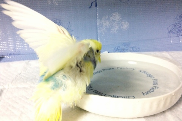 プロビザイム | 鳥さんの消化をサポート - とりきち横丁