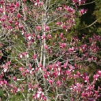 松之山温泉山の森のホテル　ふくずみ