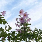    のぶちゃんのぴくにっく～♪(●^o^●)