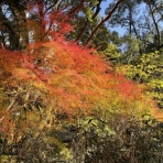 マラソン膝関節外科医のブログ