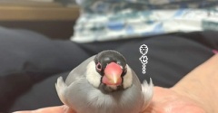 ふーちゃんのようにして欲しい飼い主