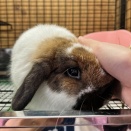 うさぎ女子が大好き