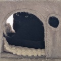 すみれちゃん　上にちょっと見える　ふゆ君