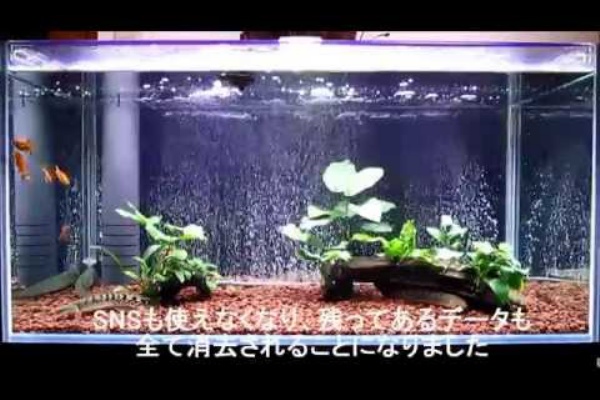 我が家の愉快な住人達 ポリプテルス