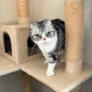 テレビが好きな猫と薬を飲まされるのが嫌いな猫
