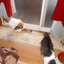 猫に小判を与えたら。 埋蔵金：千八百六拾壱両　お前えぇ～加減にしぃ～やぁ～。
