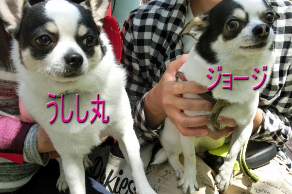 ★CHIYO★　チワワ柄 うしし丸 白黒・牛柄 チワワ～行船公園・宇喜田公園・西葛西・江戸川区