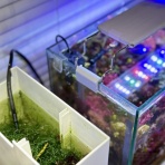 SONOアクアプランツファーム水草･海藻情報局