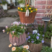 ＊コスパ最強ボンザマーガレットの鉢増し