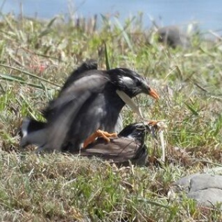 Tokyo_wildbirdpark_blog