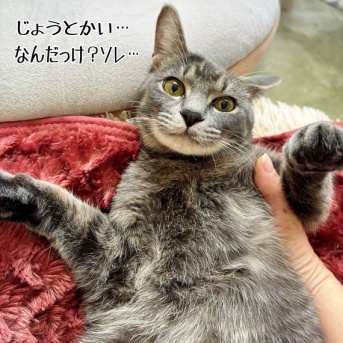 譲渡会参加前の最終チェック