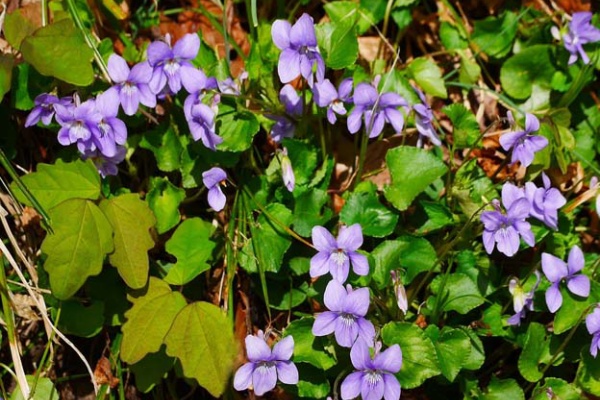 花好きじじいの山野草談義