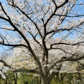 大庭台墓地の桜