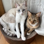 のっぴきならない。