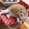 ほぼ11歳になった猫。