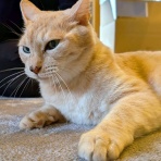 うちのとらまる