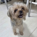 Go forward! forわんDog