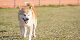 嫁が嫁の親に買ってあげたペットの諸費用もうちが持ってる。それくらい自分たちで負担してほしいよ...
