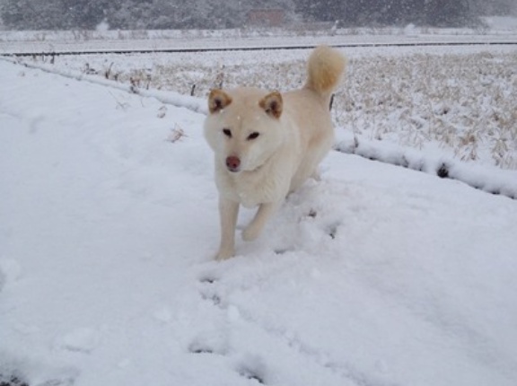 【大惨事】散歩中に”雪”を食べた犬、こうなる…