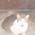 猫に小判を与えたら。埋蔵金：千八百八拾弐両　どぉ～したもんかぁ・・・。
