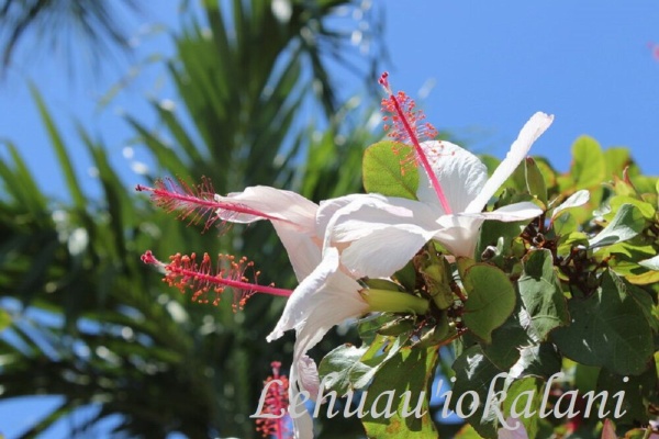 フラダンス教室 名古屋 長久手 豊橋 初代アロハクイーンから学んだ本場のフラダンスを教えます