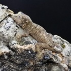 『10月15日(土)爬虫類入荷情報！』の画像