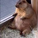 マーモット殺害未遂事件発生　