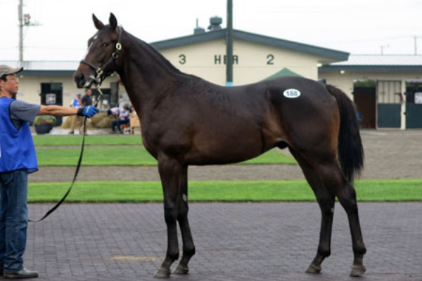 幸運は駿馬のたてがみ 競馬news