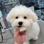 群馬県高崎市　ワンラブ　カインズ東部高崎店のブログ
