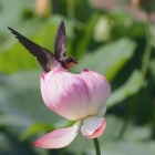 『投稿：ハスツバメ＆ハスカワセミ　2021/07/19』の画像