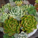 ブルービーンの寄せ植え・・・少しずつ華やかに♪