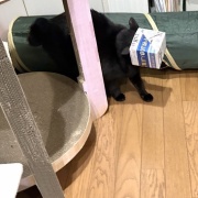 【猫写真】ひとりの時間を楽しみたいスミちゃん