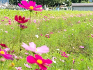 郡家新町の畑で「じゃがいも・たまねぎ収穫体験イベント」が開催されるみたい。5月24日