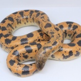 『【新入荷】バイノトリノツメヤモリ、オバケ、サンドボアなど』の画像