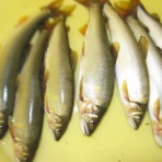 伊南川の釣り blog