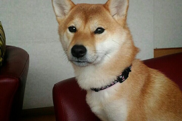 ゴルと柴ワンコ生活日記 多頭飼い