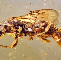 まるで食虫植物のような寄生バチを発見！ 9900万年前の琥珀中