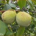 ときめき老テニス