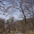 石割二本桜 今季も観られず