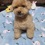 トイプーポッチャマ