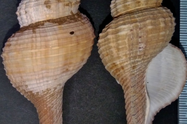 玄界灘、響灘の打ち上げ貝保管庫 - 巻貝