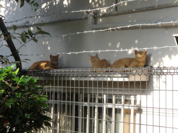 猫の移動と「世話人」　20260215